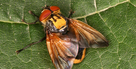 Insekt des Jahres 2014