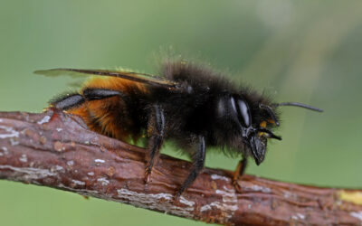 Studie: Der Einfluss von Neonikotinoiden auf Hummeln und Bienen
