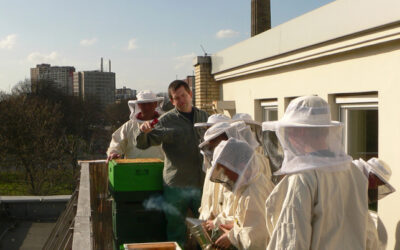 BAFU warnt vor zu vielen Honigbienen in den Städten
