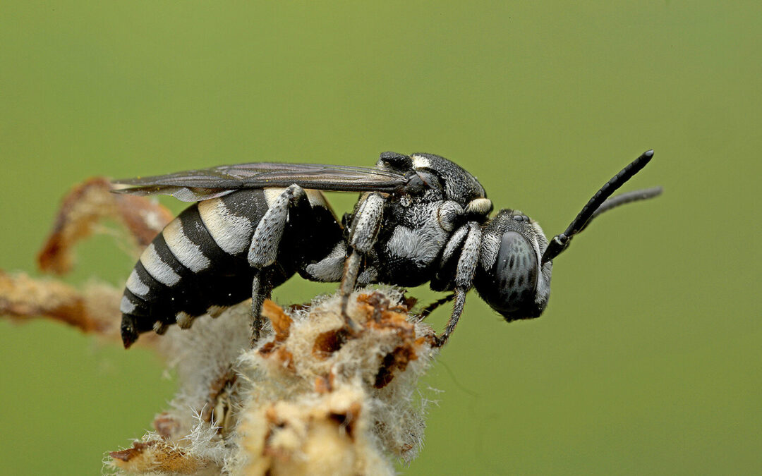 Internationale Insekten- und Spinnentierbörse, 27.9.2025
