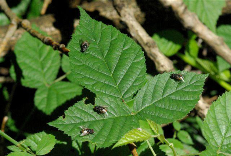 0001 Fliegen Auf Blatt