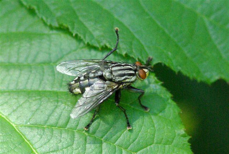 0002 Graue Fleischfliege