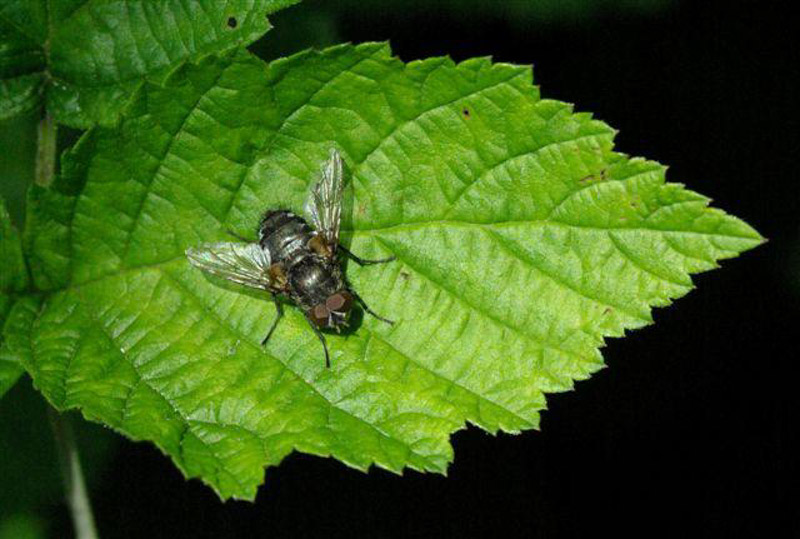 0005 Kleine Stubenfliege