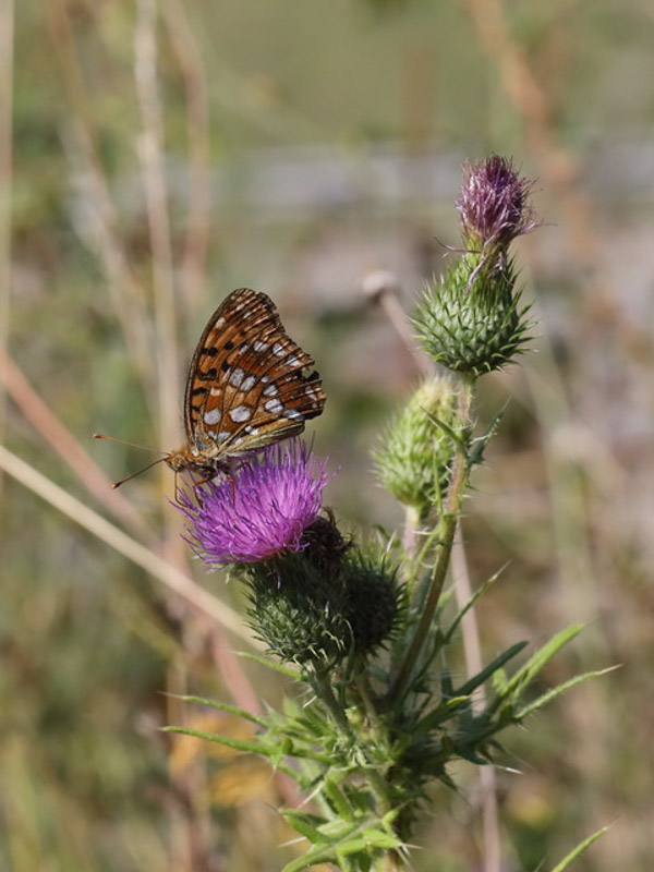 Argynnis Adippe Maerzveilchenfalter 5C8A7870