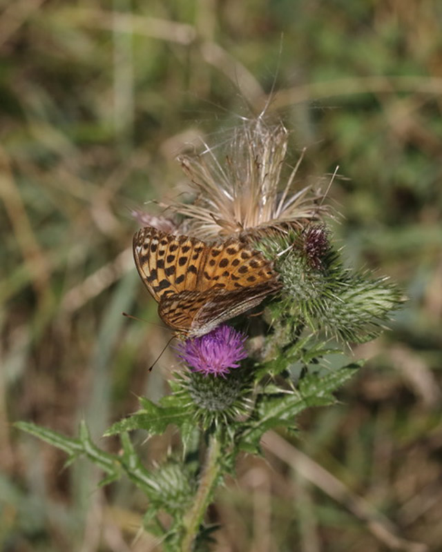 Argynnis Paphia Kaisermantel 5C8A7859