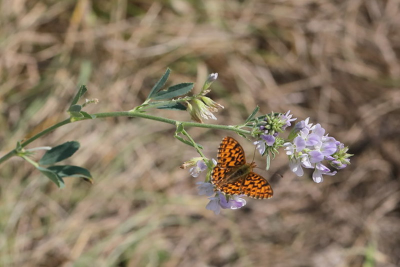 Boloria Dia Hainveilchen Scheckenfalter 5C8A7889