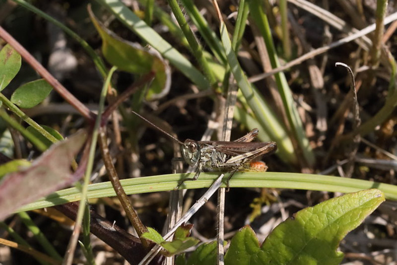 Chorthippus Biguttulus Nachtigall Grashuepfer 5C8A7864