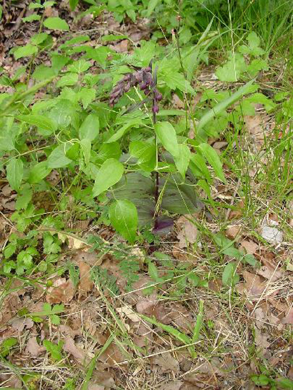 DSC00557EPIPACTIS ATRORUBEN