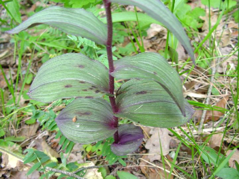 DSC00559EPIPACTIS ATRORUBEN