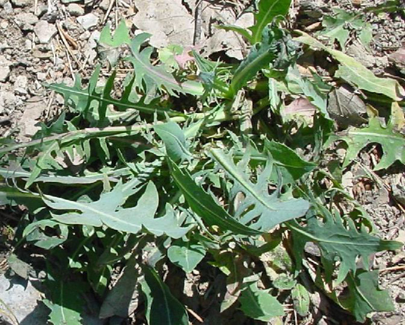 DSC00720aCICERBITA ALPINA