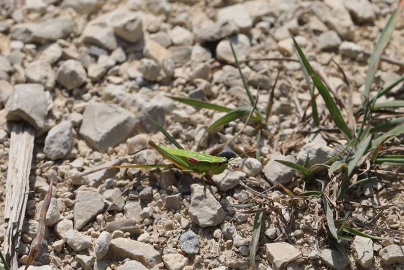 Euthystria Brachyptera Kleine Goldschrecke 5C8A7867