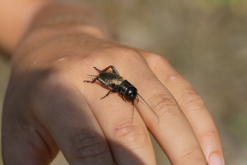 Gryllus Campestris 5C8A7894