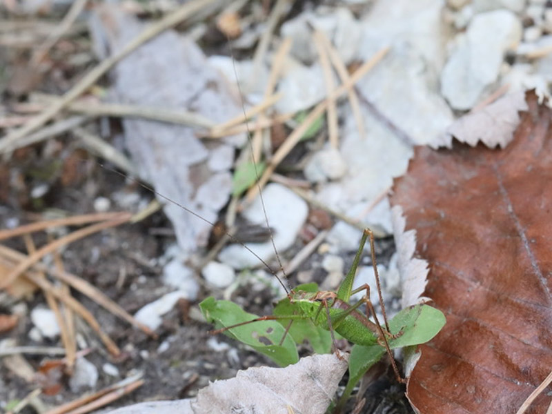 Leptophyes Punctatissima5C8A8020