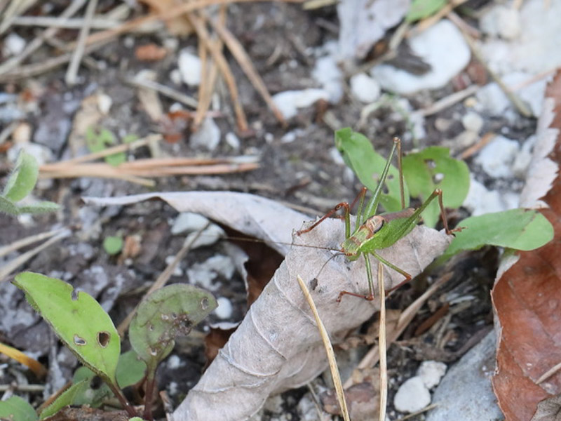 Leptophyes Punctatissima5C8A8022