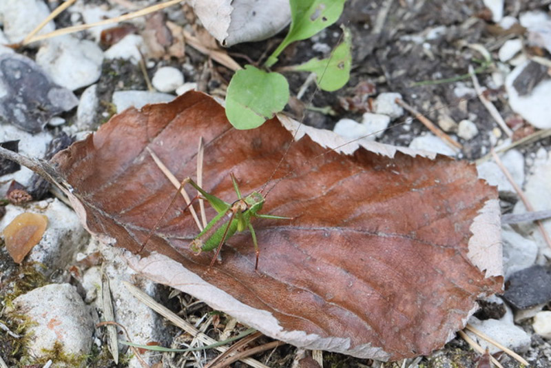 Leptophyes Punctatissima 5C8A8018