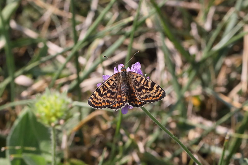 Melitaea Didyma Roter Scheckenfalter 5C8A7884