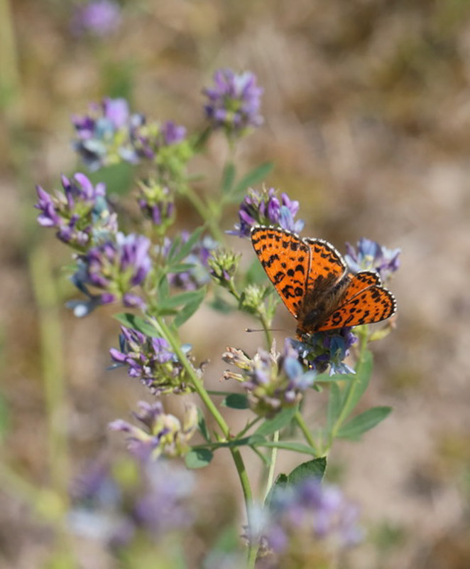 Melitaea Didyma Roter Scheckenfalter 5C8A7888