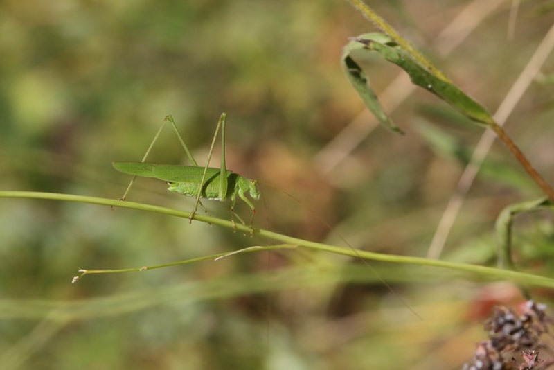 Phaneroptera Falcata 5C8A7930
