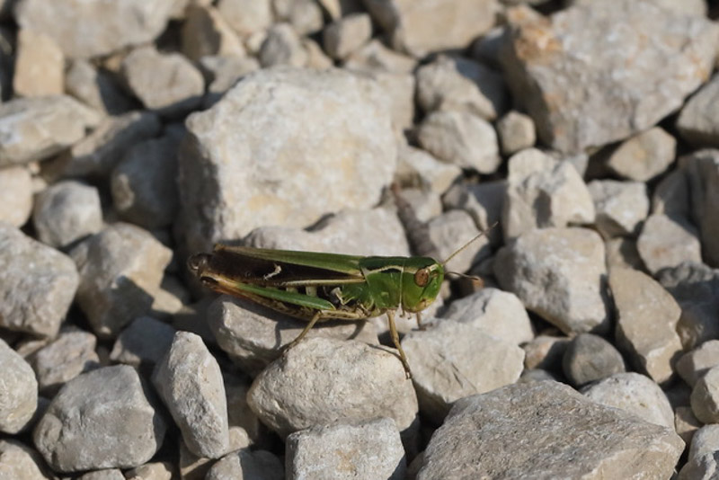 Stenobothrus Lineatus 5C8A7863
