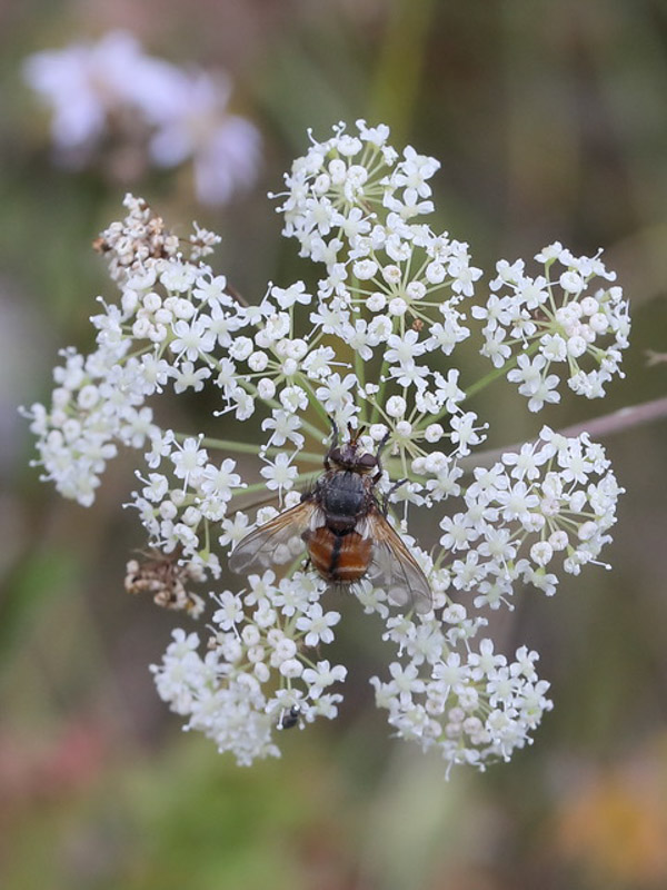 Tachina Fera Raupenfliege 5C8A7974