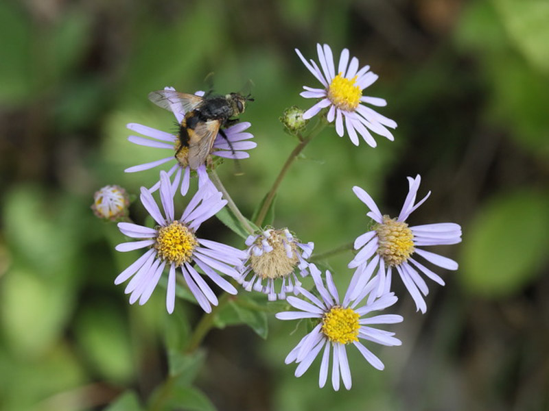 Tachinidae Raupenfliege 5C8A7990