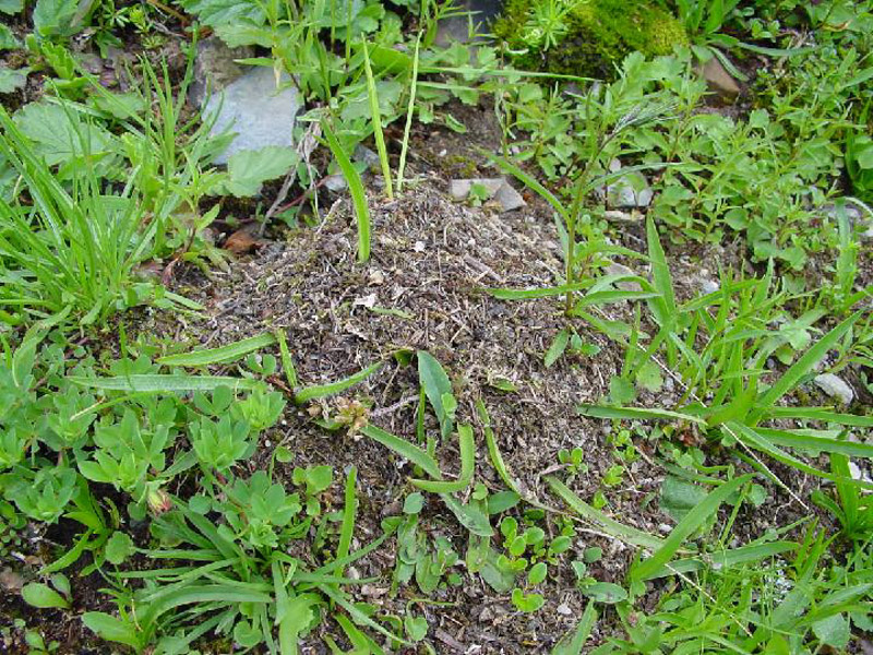 Formica Pressilabris Nylander 1846nest 