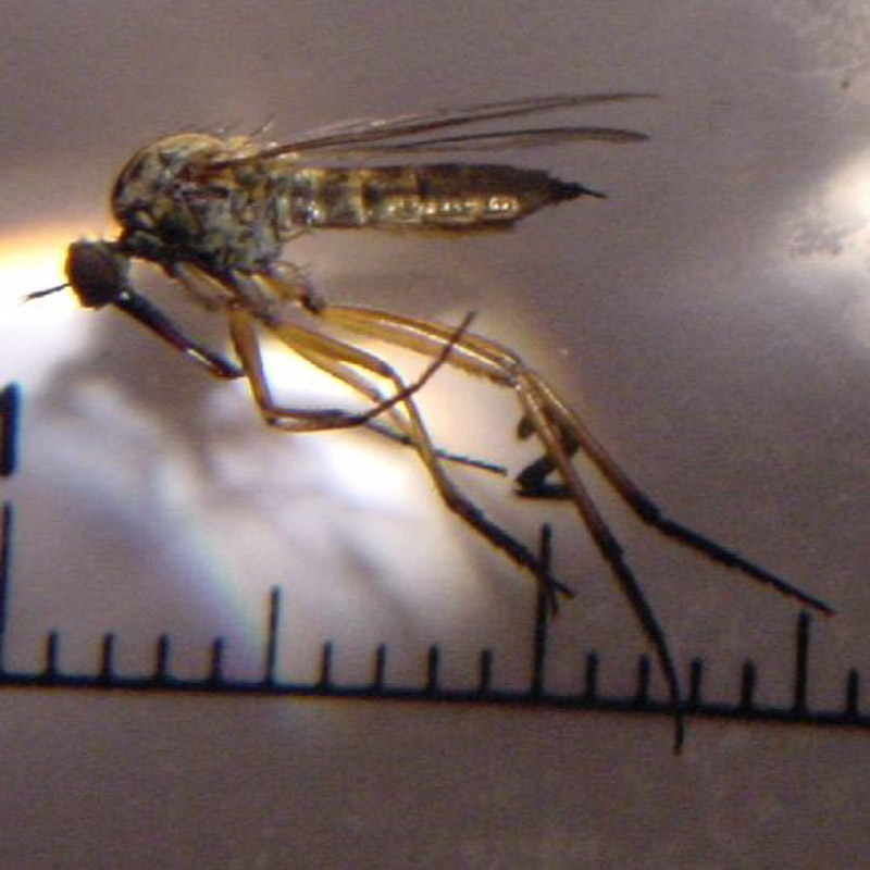 Gemeine Raubfliege Tolmerus Atricapillus