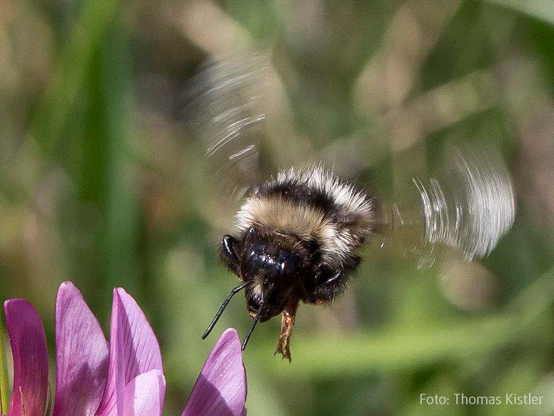 Hummel Anflug