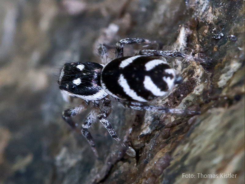 Zebra Röhrenspinne