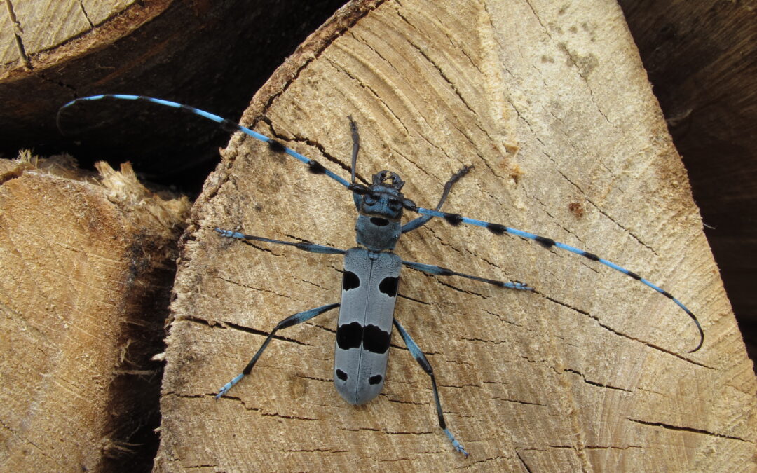 Die Föhnwälder der Zentralschweiz – ein Hotspot der Käferfauna