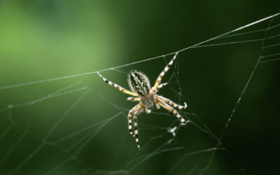 Bakterielle Endosymbionten in Arthropoden: Meister der Manipulation