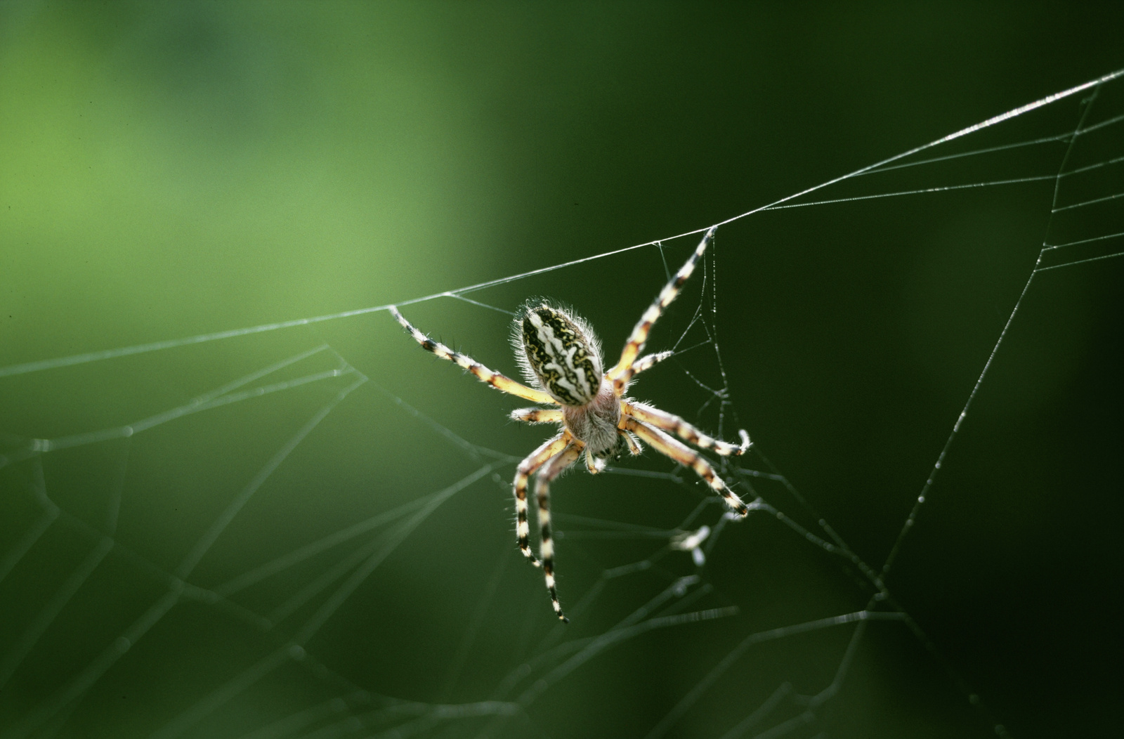 Aculepeira ceropegia (=Araneus ceropegia)