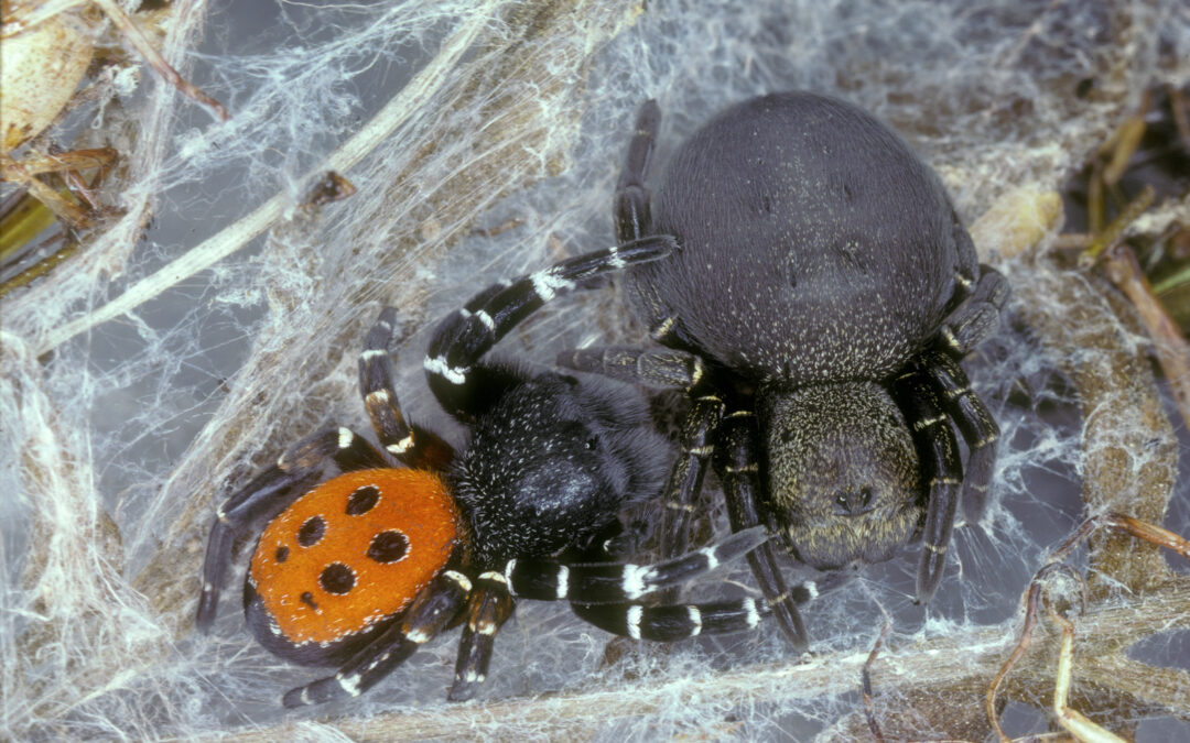 Spinnen – Jäger im Verborgenen