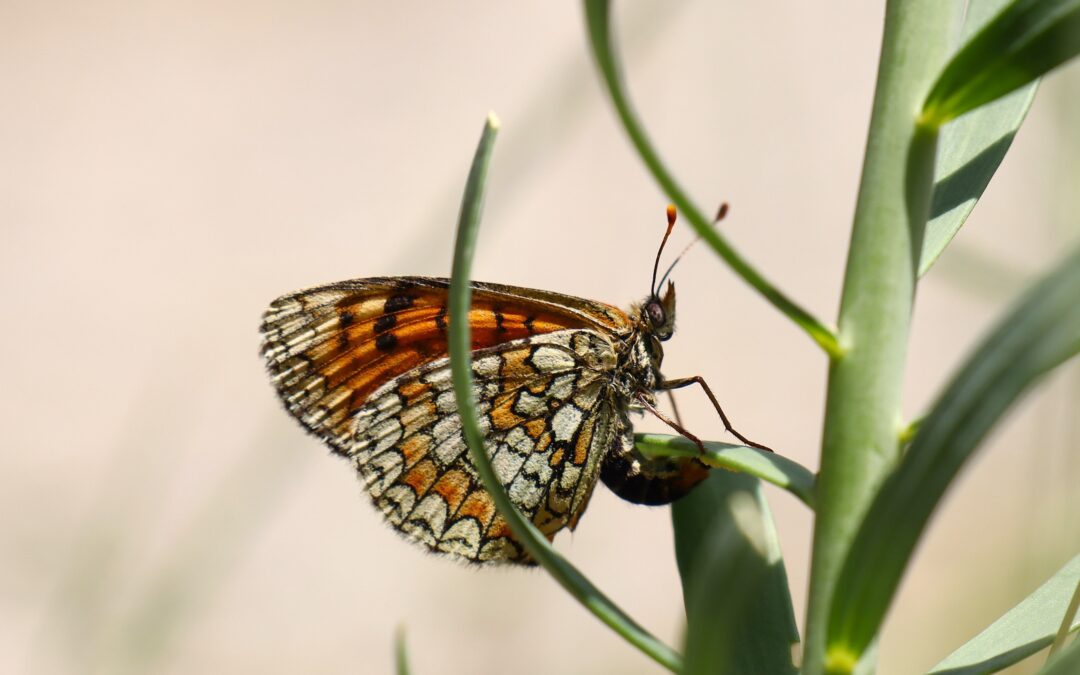 Der Leinkraut-Scheckenfalter Melitaea deione – selten und gefährdet