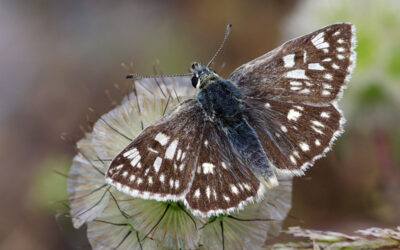 Lepidopteren-Tagung 2025