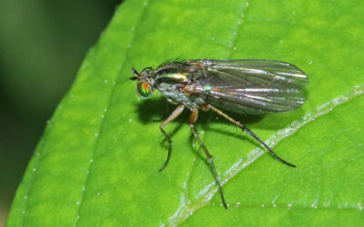 Diptera Tagung