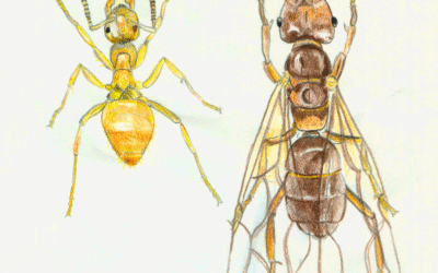 Ameisen kennenlernen und bestimmen