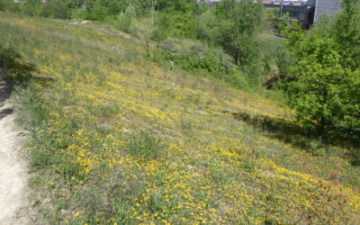 Naturschutzexkursion in die Stettbacher Allmend