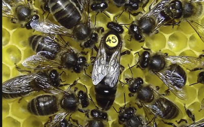 Parthenogenese (Jungfrauengeburt) – und was das mit Bienen zu tun hat