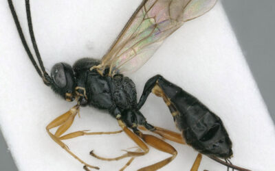 Die geheime Welt der Klemmbauchwespen (Ichneumonidae: Campopleginae)