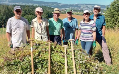 Insektenförderung in Uster – Erfahrungsbericht vom Projekt Blühpatenschaften