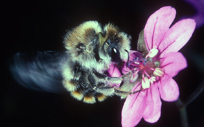 Mauerbienen – die Perlen unter den einheimischen Bienen