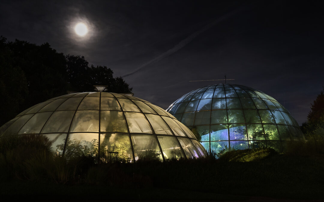 Nächtliche Insekten in den Gewächshäusern des Botanischen Gartens Zürich